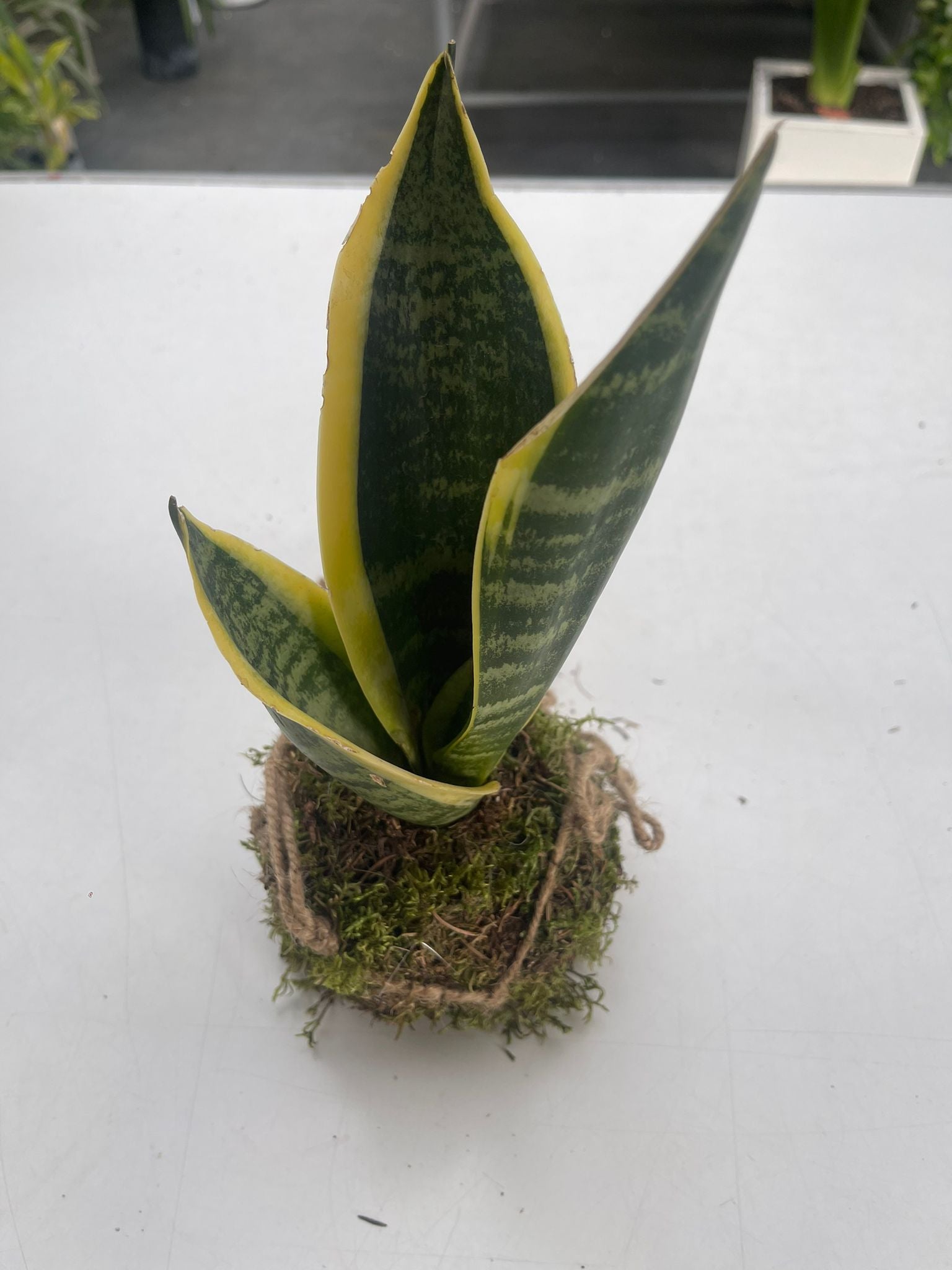 Kokedama di Sanseviera