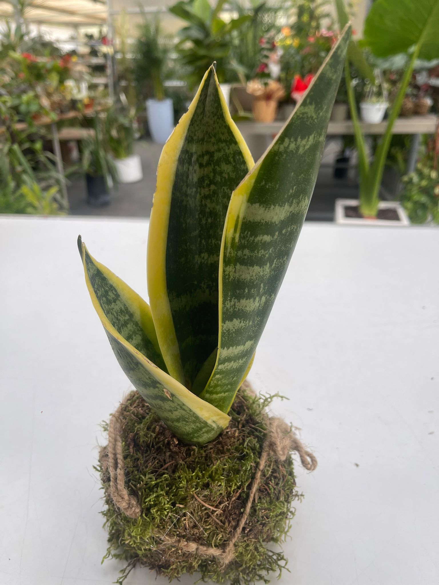 Kokedama di Sanseviera