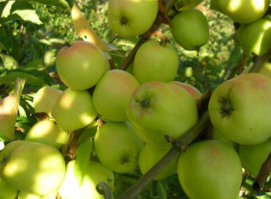 Piante melo gelata foto reali