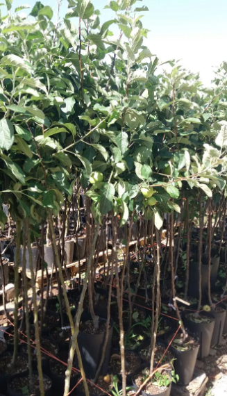 Piante melo gelata foto reali