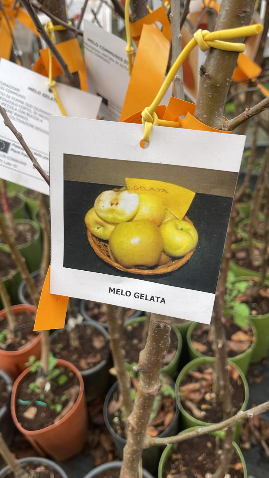 Piante melo gelata foto reali