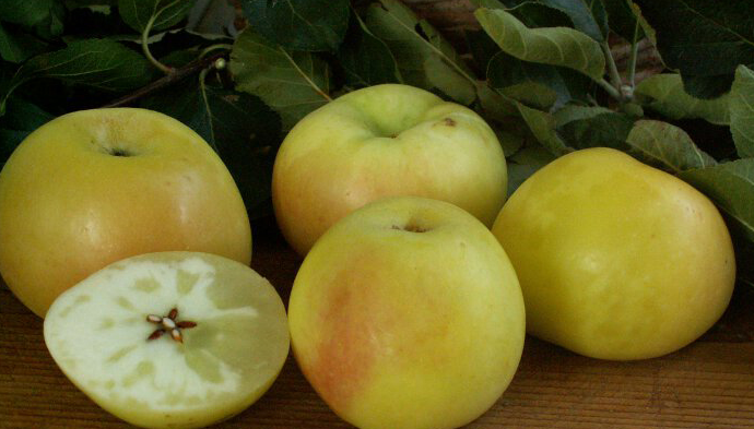 Piante melo gelata foto reali