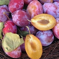 Pianta Susina Coscia di Monaca foto reali