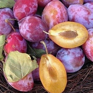 Pianta Susina Coscia di Monaca foto reali
