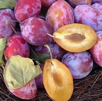 Pianta Susina Coscia di Monaca foto reali