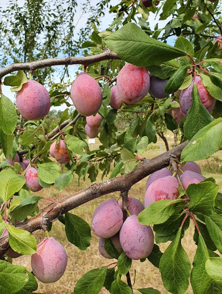Pianta Susina Coscia di Monaca foto reali