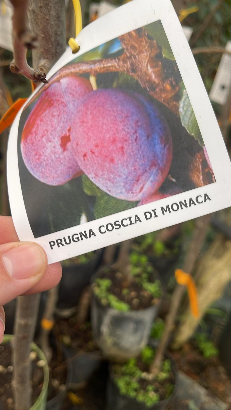 Pianta Susina Coscia di Monaca foto reali