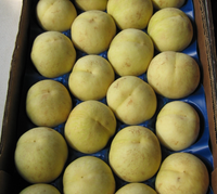 Pianta di Pesco Ghiaccio foto reali