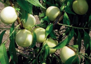 Pianta di Pesco Ghiaccio foto reali