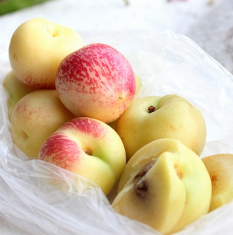 Pianta di Pesco Ghiaccio foto reali