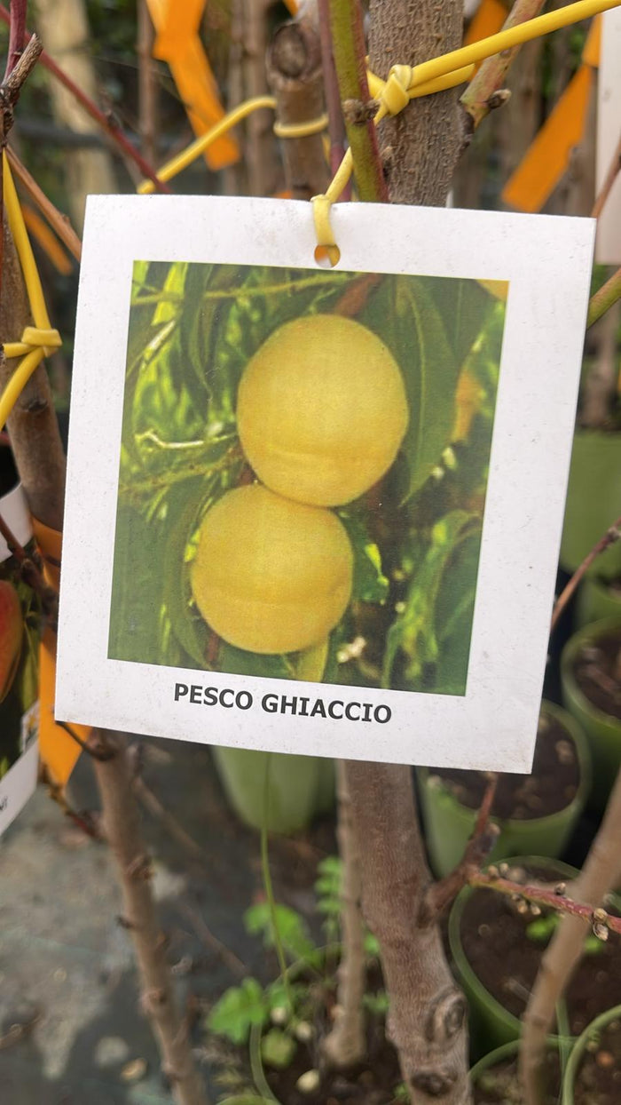 Pianta di Pesco Ghiaccio foto reali