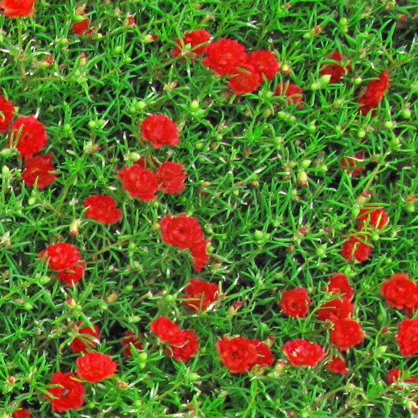 ERBA CON FIORI ROSSI - Pellicola stampata adesiva in PVC finitura opaca Misura: 100x1000 cm