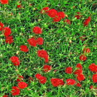 ERBA CON FIORI ROSSI - Pellicola stampata adesiva in PVC finitura opaca Misura: 100x200 cm