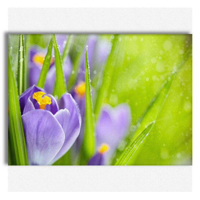 Fiori della Sorgente del Croco - Quadro Canvas su telaio in legno Misura: 100x70 cm