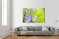 Fiori della Sorgente del Croco - Quadro Canvas su telaio in legno Misura: 140x100 cm