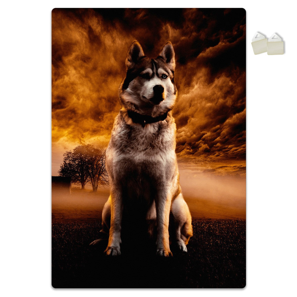 HUSKY - POSTER in PVC da 3mm Misura: 70x100 cm