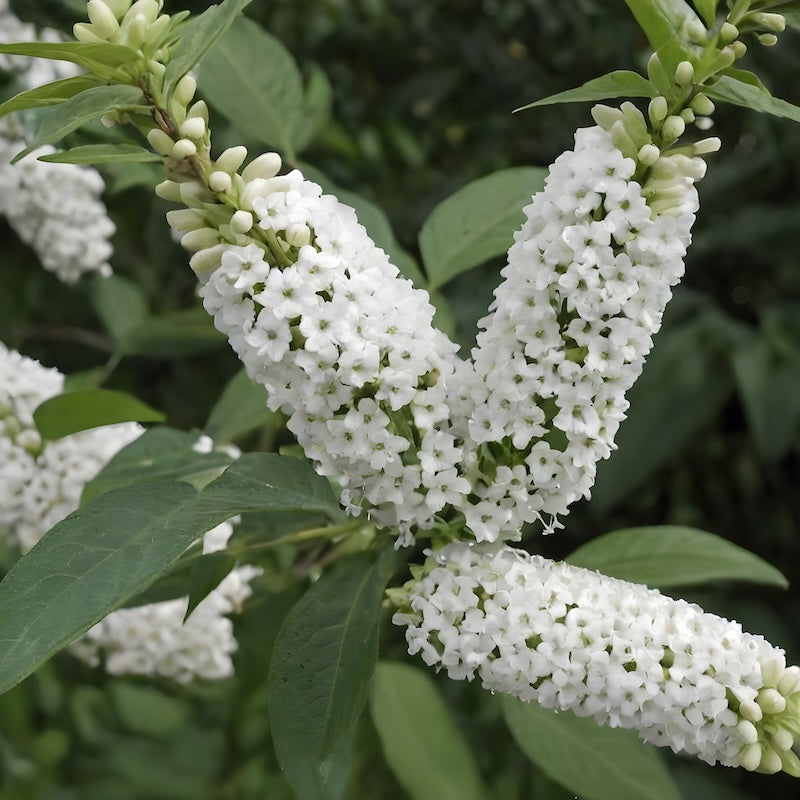 BUDDLEJA Davidii BUZZ IVORY Bianca ALBERO DELLE FARFALLE h30cm FOTO REALE