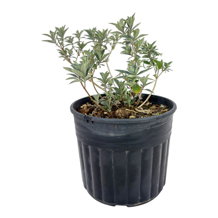 BUDDLEJA Davidii BUZZ IVORY Bianca ALBERO DELLE FARFALLE h30cm FOTO REALE