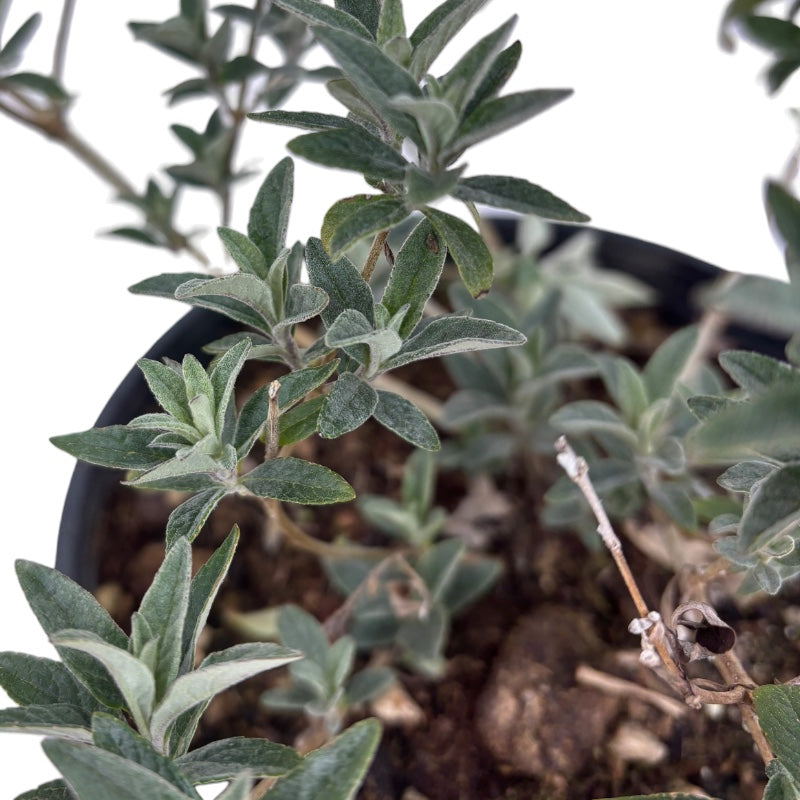 BUDDLEJA Davidii BUZZ IVORY Bianca ALBERO DELLE FARFALLE h30cm FOTO REALE