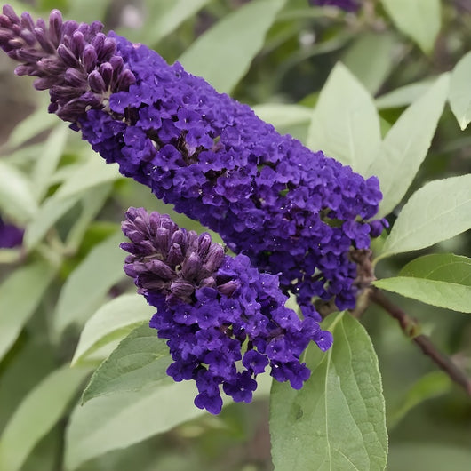 BUDDLEJA Davidii MIDNIGHT Viola ALBERO DELLE FARFALLE h30cm FOTO REALE