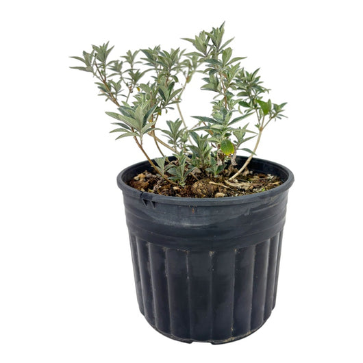 BUDDLEJA Davidii MIDNIGHT Viola ALBERO DELLE FARFALLE h30cm FOTO REALE