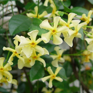 Pianta di RHINCOSPERMUM CHRISTABEL BIELENBERG falso gelsomino giallo vaso18