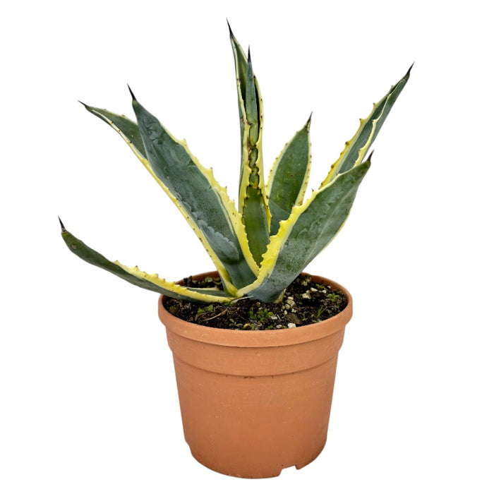 AGAVE AMERICANA variegata in vaso 16/18 cm Pianta di AGAVE MARGINATA americana