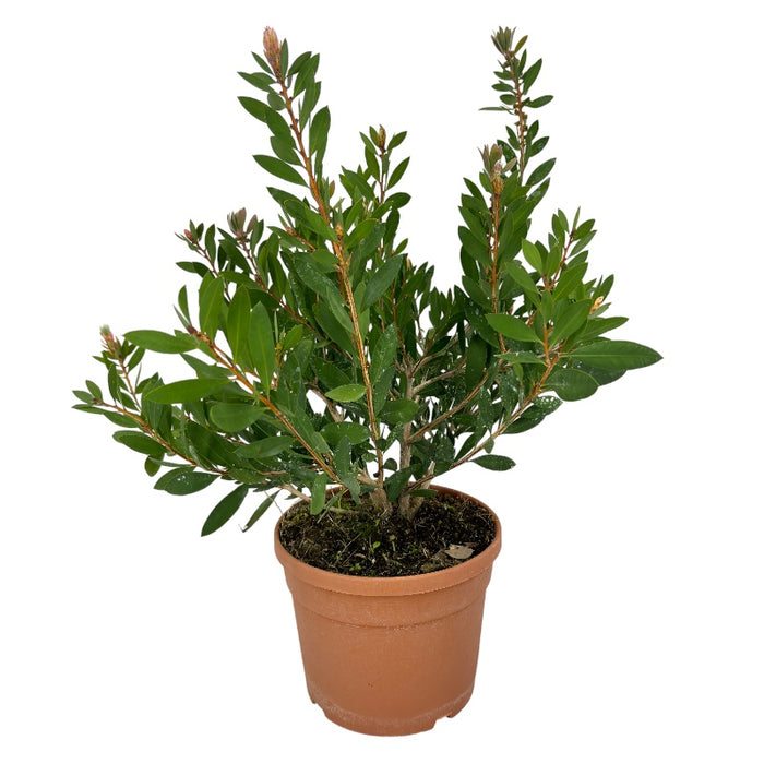 Pianta di Callistemon ROSA BRIGHT PINK spazzolino rosa vaso cm 18 FOTO REALE