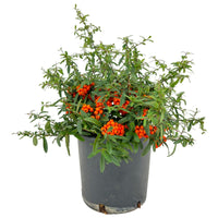 Pianta di PYRACANTHA NAVAHO ORANGE piracanta pungitopo h40cm VASO18 FOTO REALE