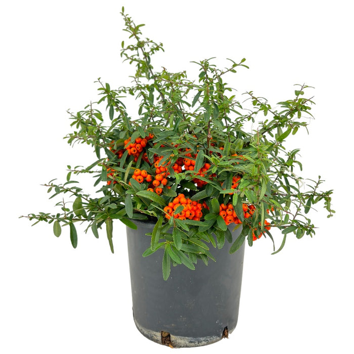 Pianta di PYRACANTHA NAVAHO ORANGE piracanta pungitopo h40cm VASO18 FOTO REALE