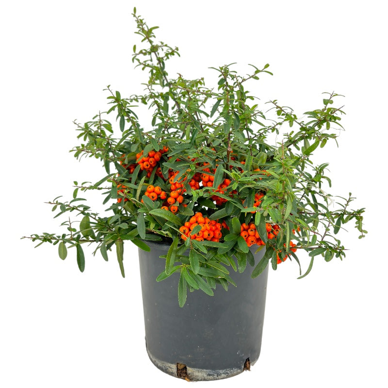 Pianta di PYRACANTHA NAVAHO ORANGE piracanta pungitopo h40cm VASO18 FOTO REALE