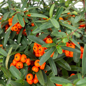 Pianta di PYRACANTHA NAVAHO ORANGE piracanta pungitopo h40cm VASO18 FOTO REALE