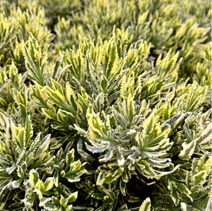Lavanda Variegata Dentata Lavandula  Variegata vaso 19cm aromatica novità