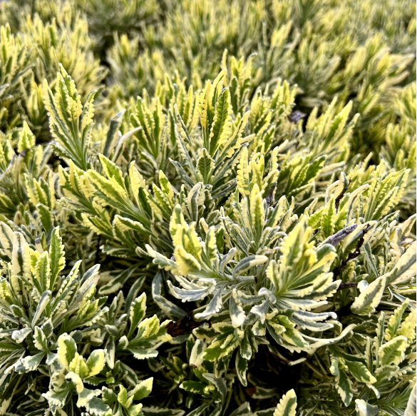 Lavanda Variegata Dentata Lavandula  Variegata vaso 19cm aromatica novità