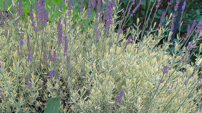 Lavanda Variegata Dentata Lavandula  Variegata vaso 19cm aromatica novità