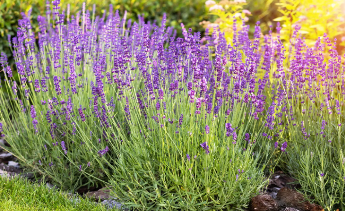 Lavanda Variegata Dentata Lavandula  Variegata vaso 19cm aromatica novità