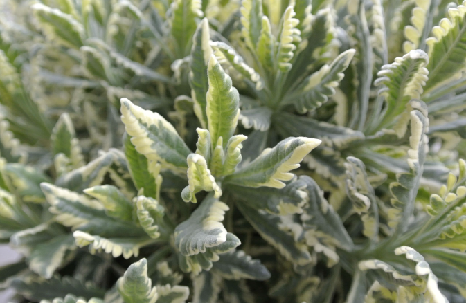 Lavanda Variegata Dentata Lavandula  Variegata vaso 19cm aromatica novità