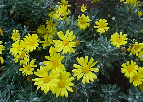 Pianta di MARGHERITA GIALLA Euryops pectinatus a cespuglio VASO 14cm FOTO REALE