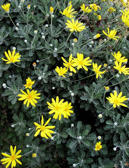 Pianta di MARGHERITA GIALLA Euryops pectinatus a cespuglio VASO 14cm FOTO REALE