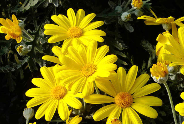 Pianta di MARGHERITA GIALLA Euryops pectinatus a cespuglio VASO 14cm FOTO REALE