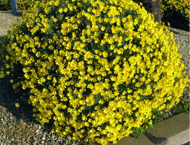 Pianta di MARGHERITA GIALLA Euryops pectinatus a cespuglio VASO 14cm FOTO REALE