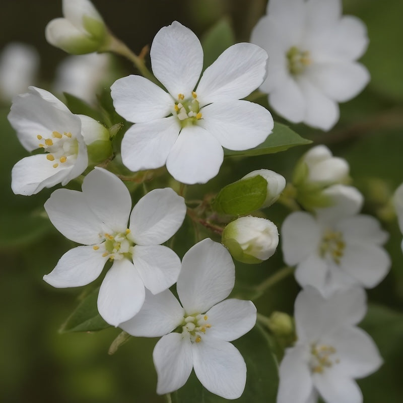 Pianta di EXOCHORDA MACRANTA Cespuglio della Sposa Spirea h40cm FOTO REALE