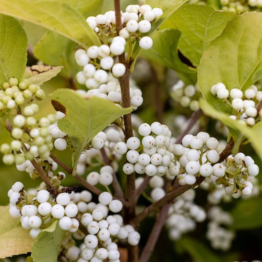 Pianta di CALLICARPA BODINERI MAG® SNOWSTAR Bianco vaso18cm H40CM FOTO REALE