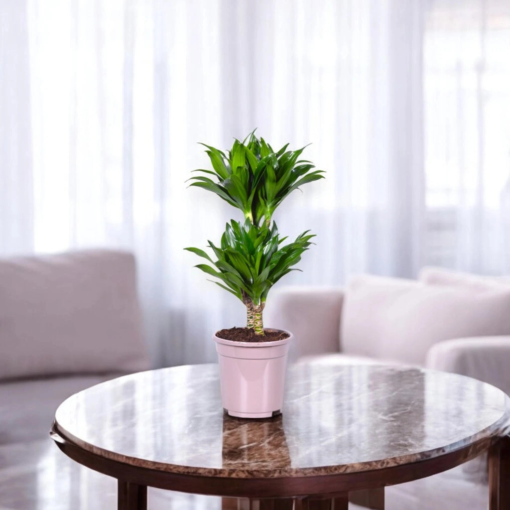 Gardenaria Dracaena fragrans 'Compacta' - Pianta da interno ornamentale Altezza: 80 cm (vaso 19)
