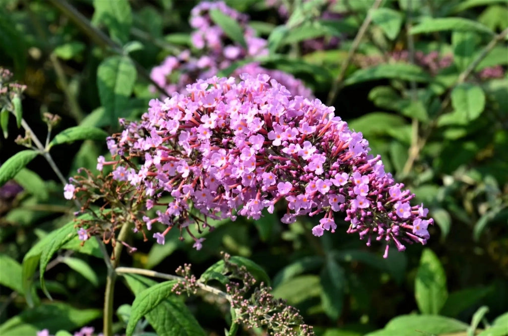 Gardenaria Buddleja davidii 'Pink Delight' - Arbusto ornamentale da giardino Altezza: 40/60 cm (vaso19)