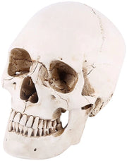 Cranio Umano in Resina Bianca - Decorazione per Halloween e Disegno Realistico