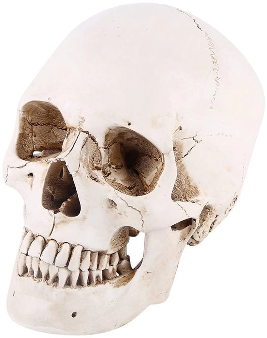 Cranio Umano in Resina Bianca - Decorazione per Halloween e Disegno Realistico