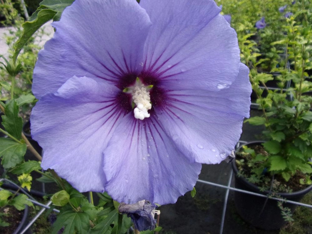 Pianta di Ibisco di Montagna HIBISCUS SYRIACUS ULTRAMARINE BLU vaso 18 cm AMDGarden