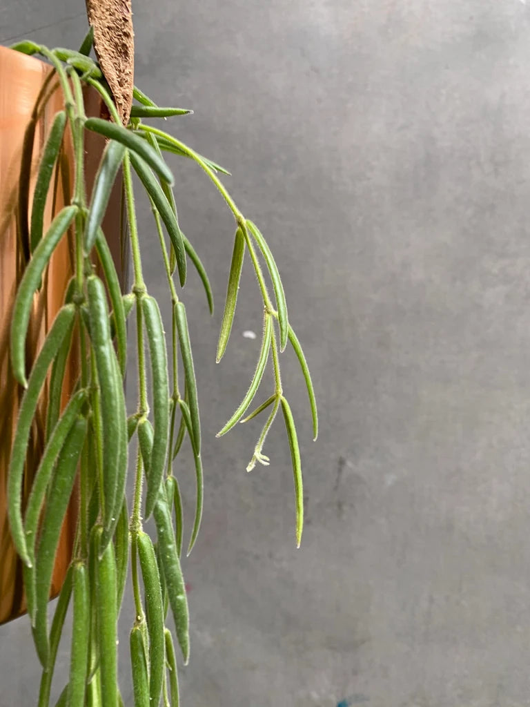 Pianta di hoya linearis basket 12 fiore di cera