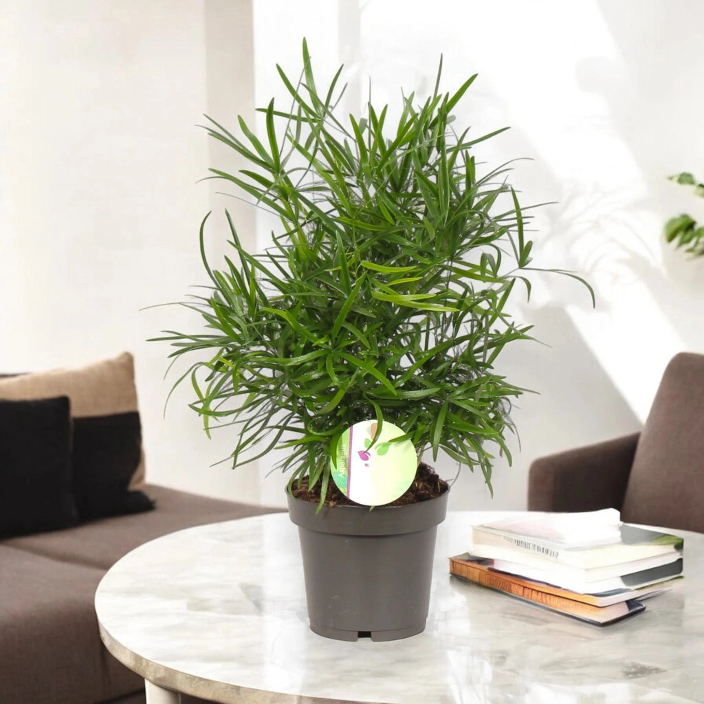 Gardenaria Asparagus falcatus - Pianta da interno ornamentale Altezza: 35 cm (vaso 12)